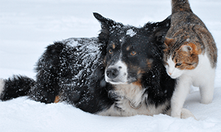 Ansiedad y estrés en perros y gatos